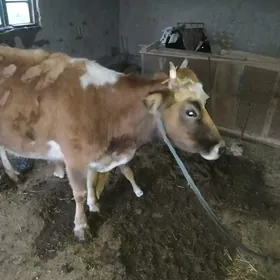 Голели сыгыр