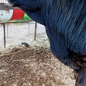 Baklyk öküzler 2*141 mln