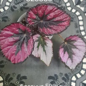 бегония и пеперомия