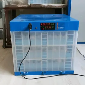 inkubatordan juje cykaryas