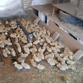 ordek juyje yasylbas