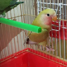 попугай молодые