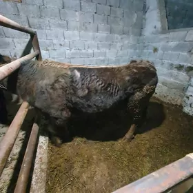 Ökuz 2 ýaşap barýan