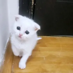 Шотландский малыш