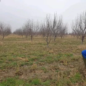 Miweli baglar bag nahallary