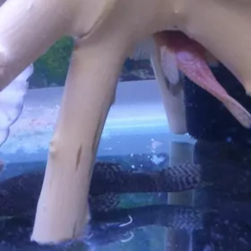 производители