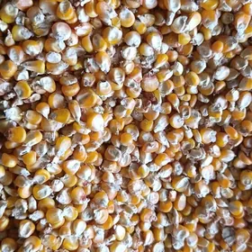 Gunes tohumluk mekge