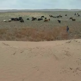 GOLELI ,  SYGYRLAR, OKUZL