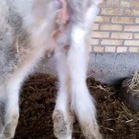 симесьал гулажын