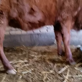 богаз сыгыр