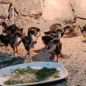 Jersi gigant Джерси гигант