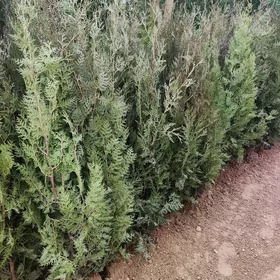 Tuya Yolka Туя Ёлка