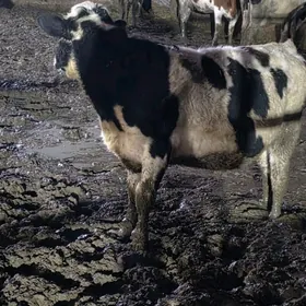 HÖWÜRLIK. ÖKÜZLER