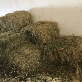 Ýorunja pres,rasipnoy