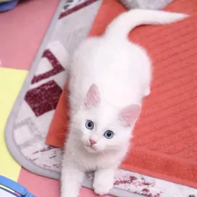 котенок ангора