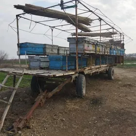 Bal ary prisep tleska