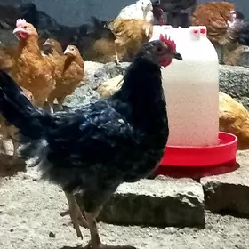 tovuk jujeler 5 ay bolan