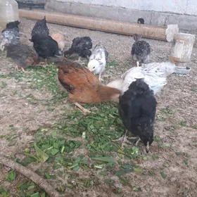 Jüýje iki aýlyk jüýje.