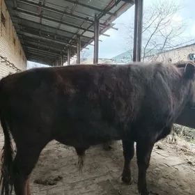 Самиз окузлар