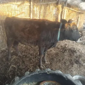 ваклан сыгыр