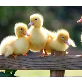 ÒRDEK JÙJE GAK WAK