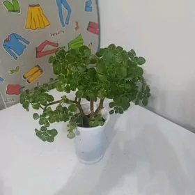 Дерево любви