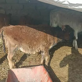 öküzçe tüwe öküz göle