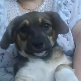 Отдам щенка сучка