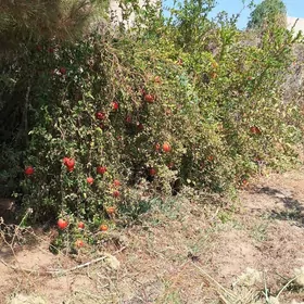 Aeraport daça дача