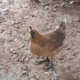 Lakedanzi towuk we horaz