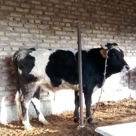 Tohum Gibrit Öküzler 3 Sany