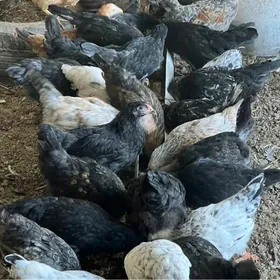 jüýje 4 aýdan geçen