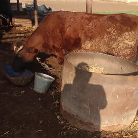 сыгыр ве окуз