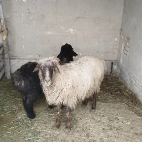 Guzyly goÿun 22 milÿon