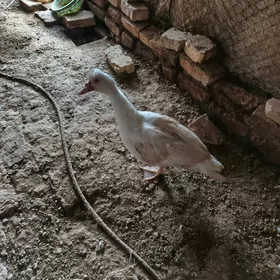 indukutga erkek satlyk