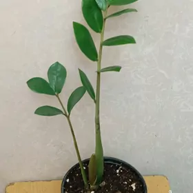 Замиокулькас