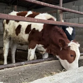 Tüwe Alișer paroda