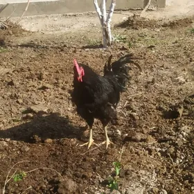 Американский гигант хораз