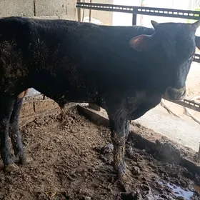 Okuz 1 yasan 2 sanak