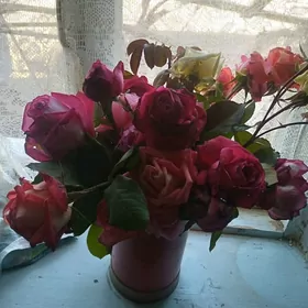 розы крупных сортов редкие