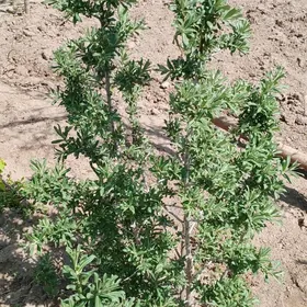 zeytun оливки Зейтун