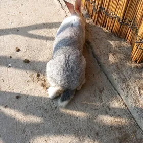 Pol welikan Towşan erkek