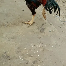 samarkant bilen øzwek