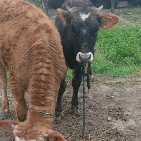 Şwes öküz we şwes tüwe