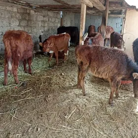 öküzçe tüwe öküz göle