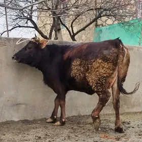 süÿytly Bogoz Gibrit sygyr