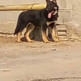 авчарка  еркек