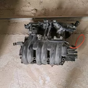 maxima infiniry pauk