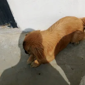 сабака ıt  пекинец