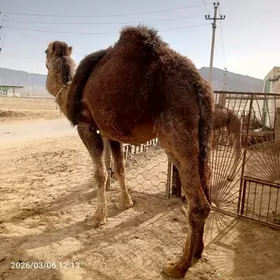 kosekli duye 4 botlan